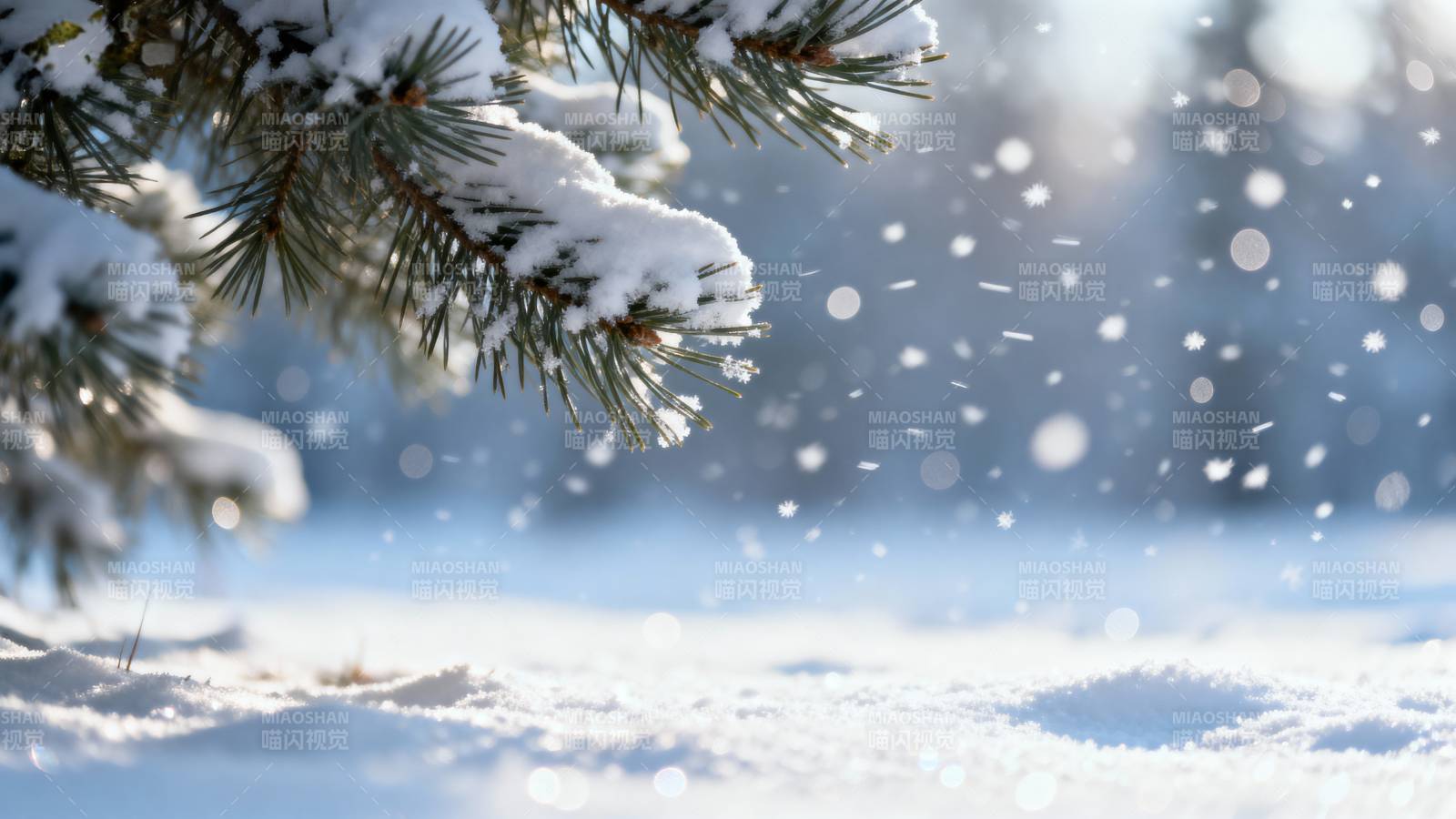 雪落松枝图片