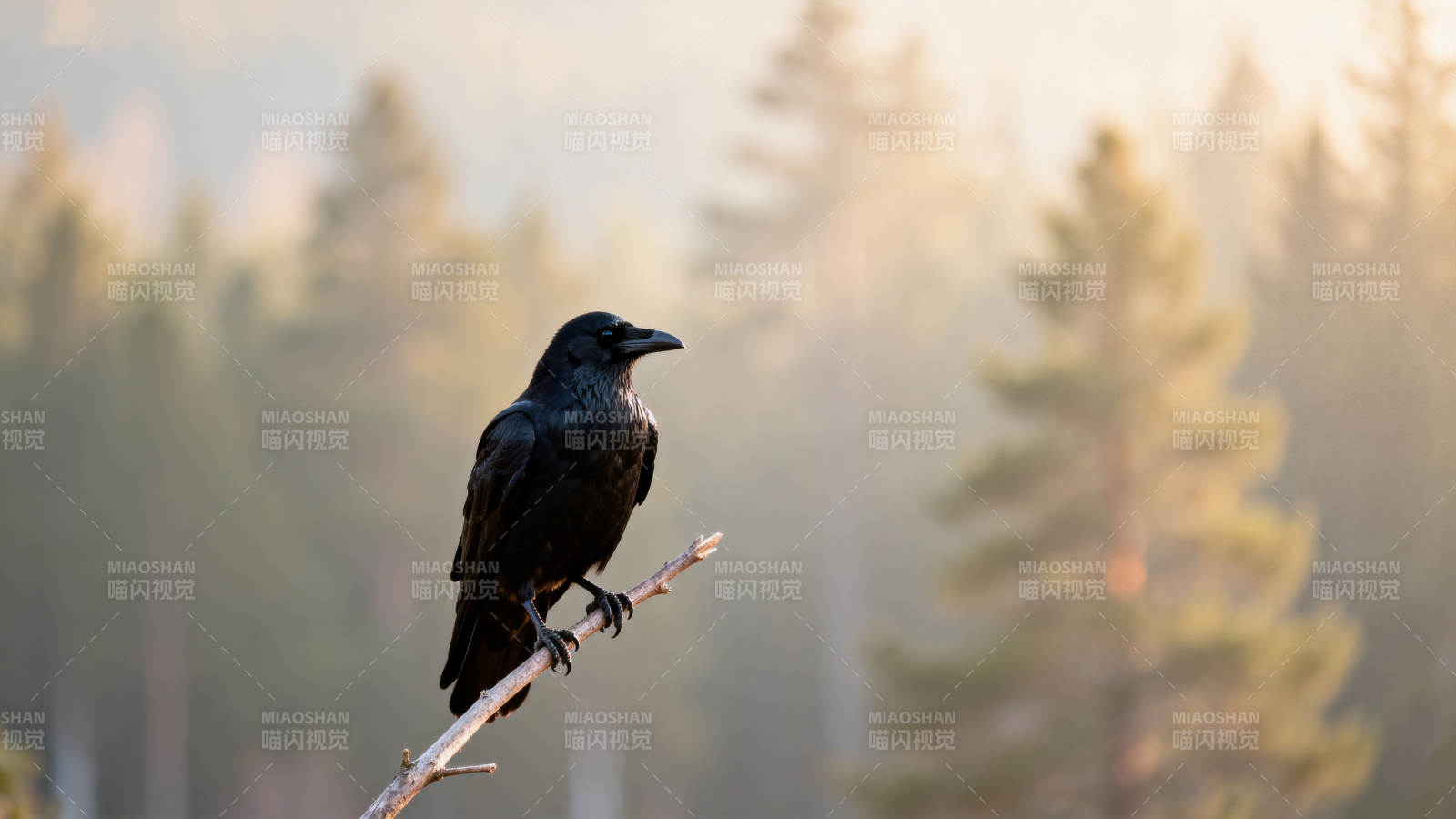 乌鸦栖枝林间晨曦图片