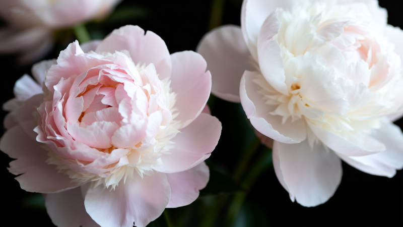 粉白牡丹绽放图片