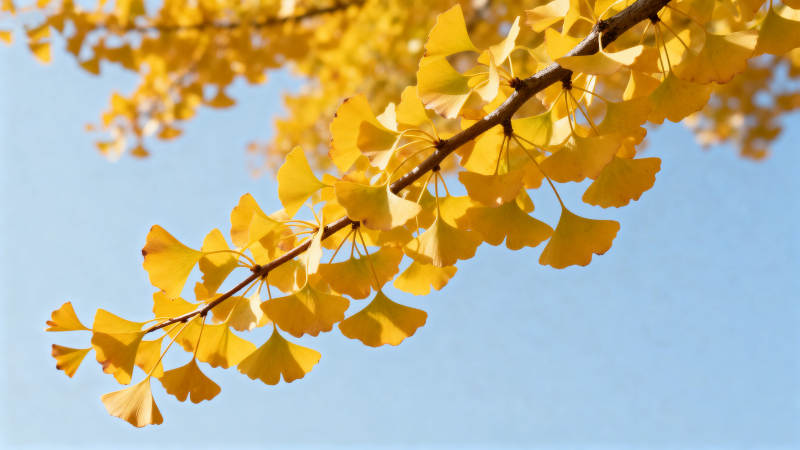 银杏叶黄秋意浓图片