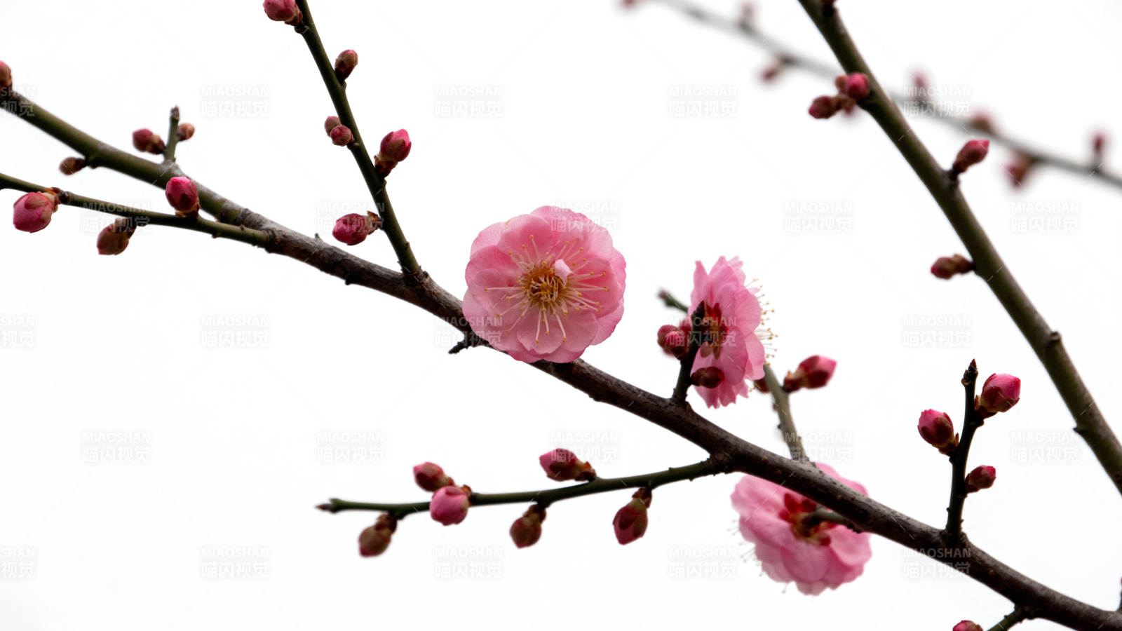 梅花绽放枝头图片
