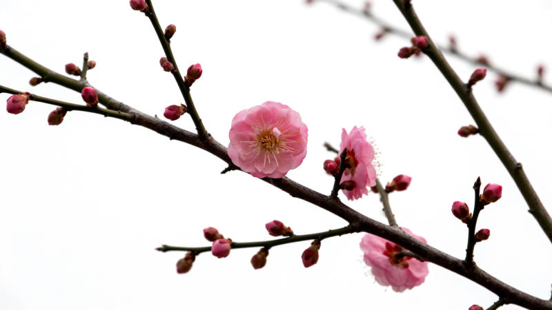 梅花绽放枝头图片