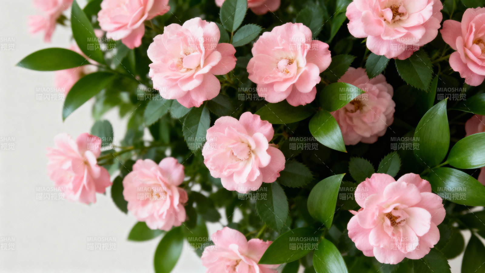 粉玫瑰绽放图片