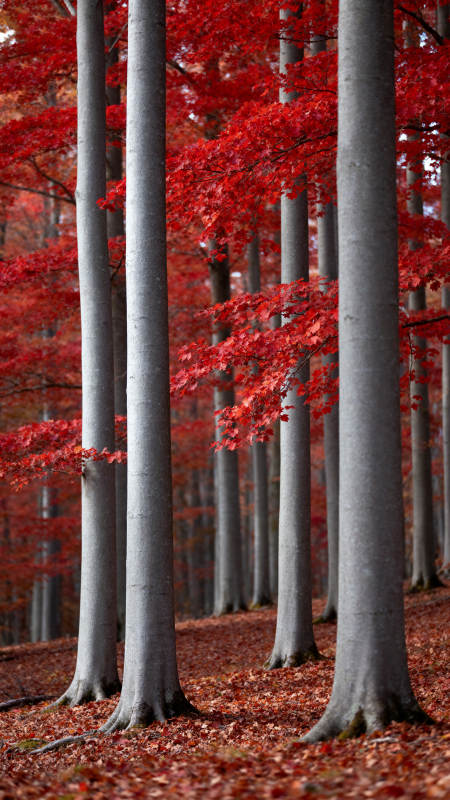 红叶林间秋意浓图片