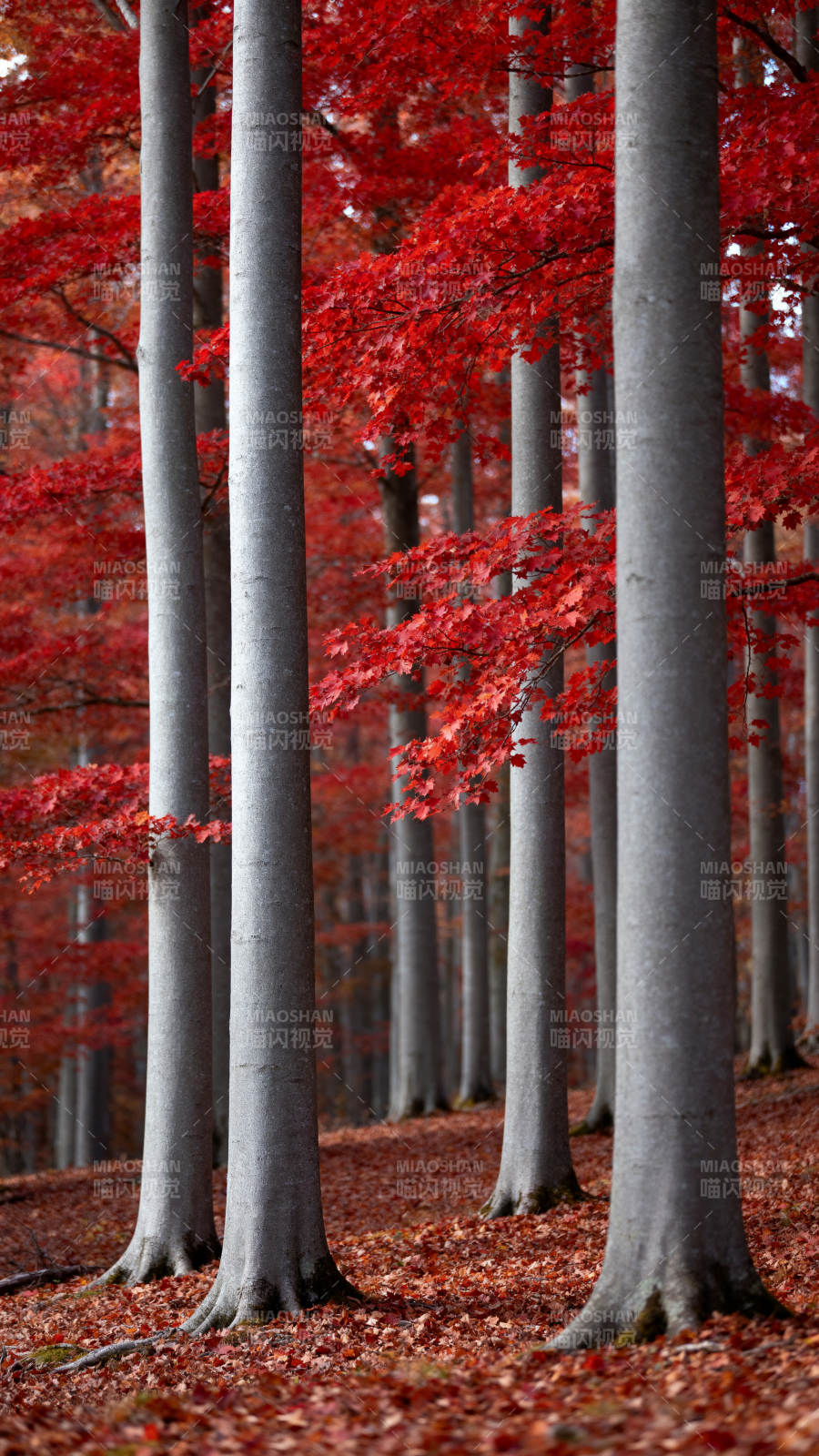 红叶林间秋意浓图片