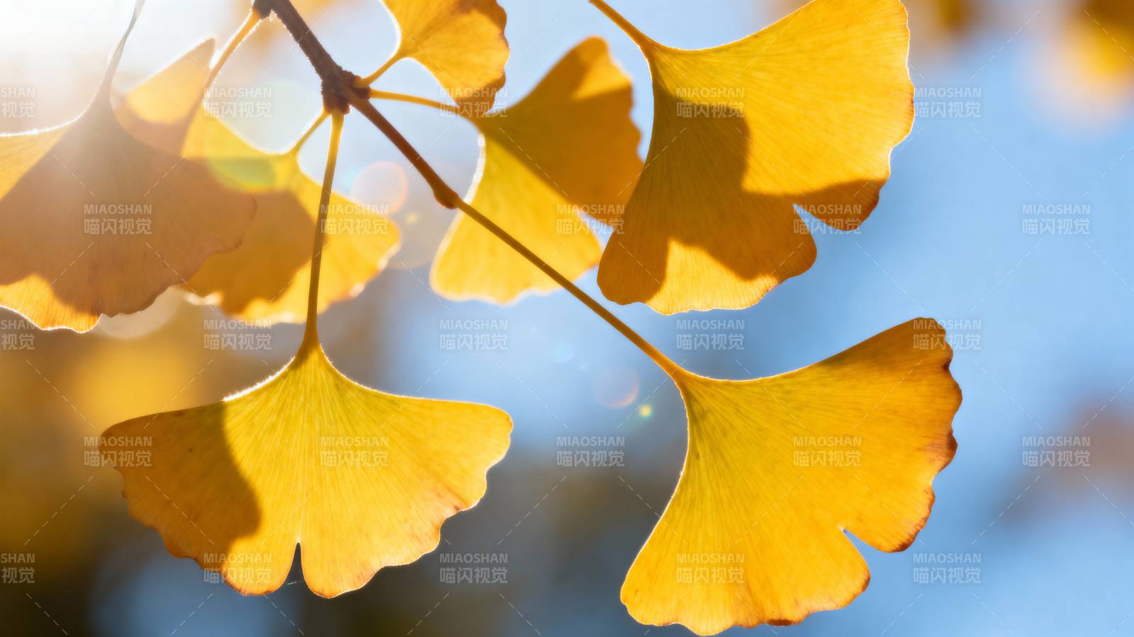 秋日银杏叶图片