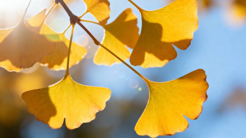 秋日银杏叶图片