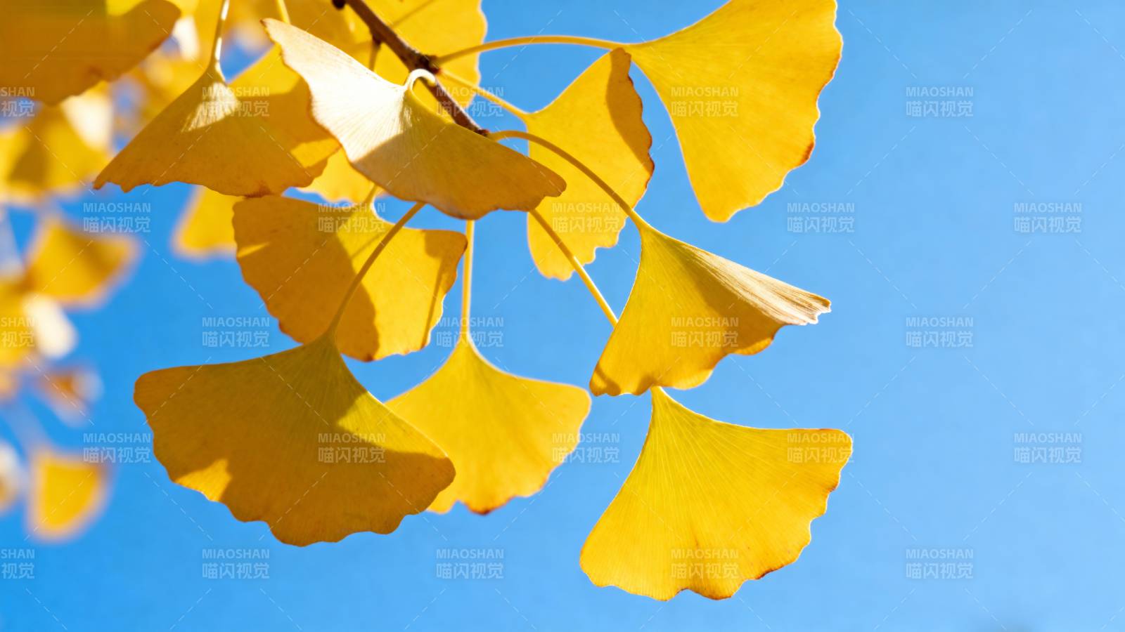 银杏叶黄映蓝天图片