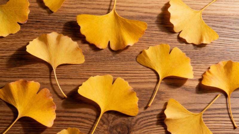 银杏叶铺木桌图片