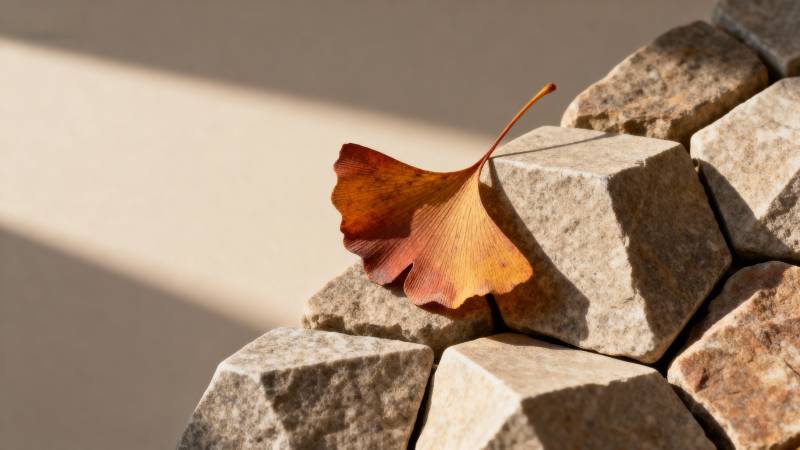 秋叶静卧石上图片