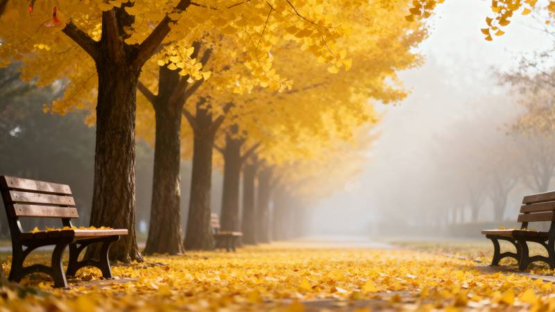 秋日金叶小径图片