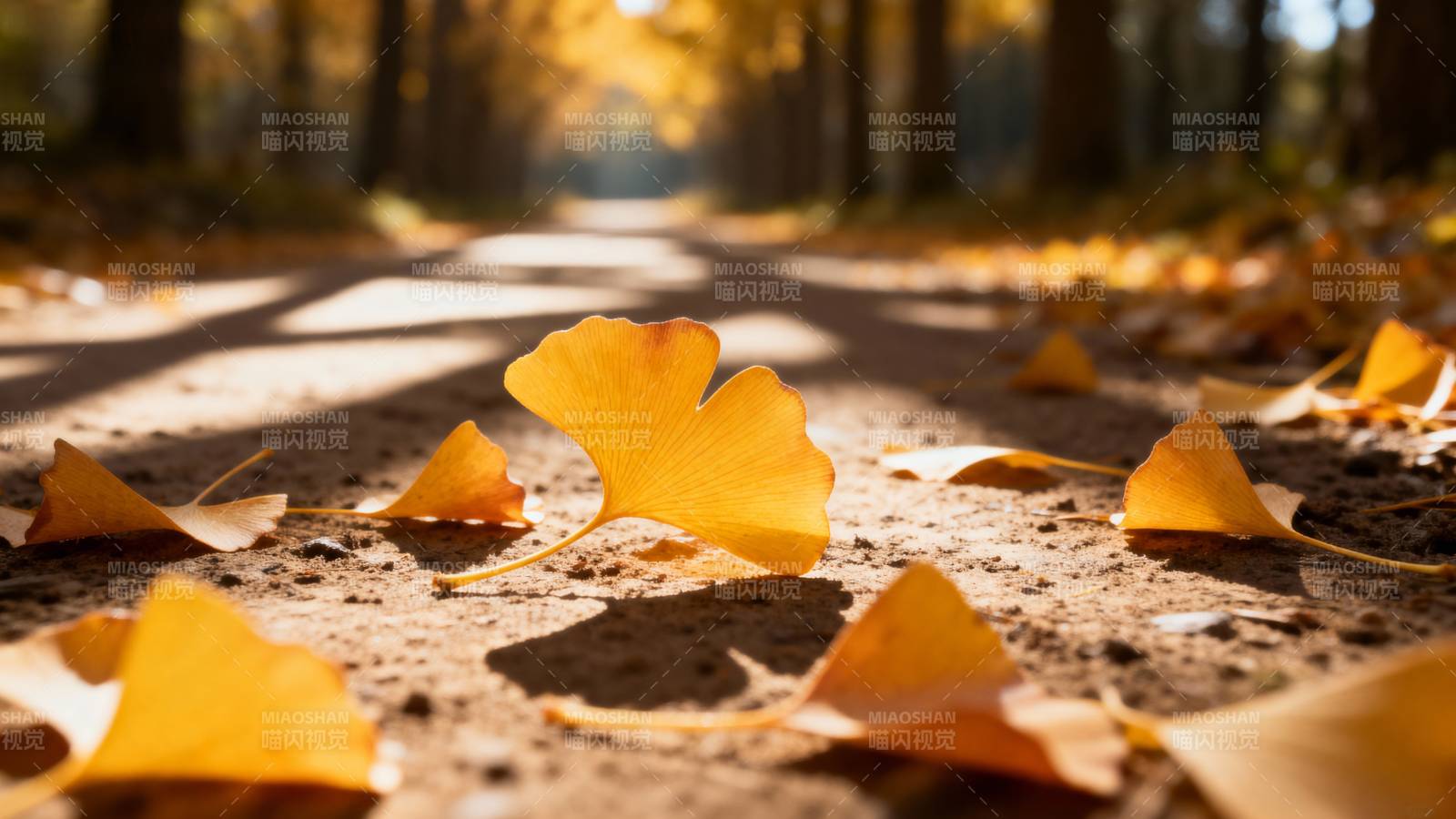 秋叶铺满林间小径图片