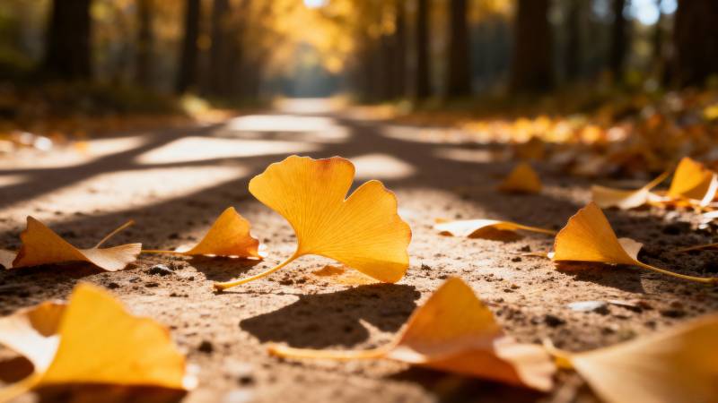 秋叶铺满林间小径图片