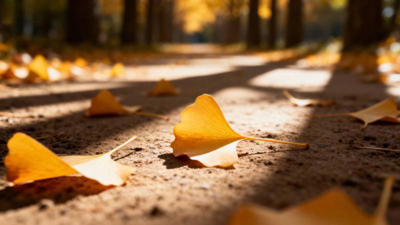 秋叶铺满小径图片