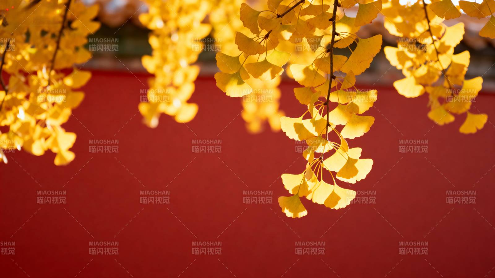 金叶映红墙图片