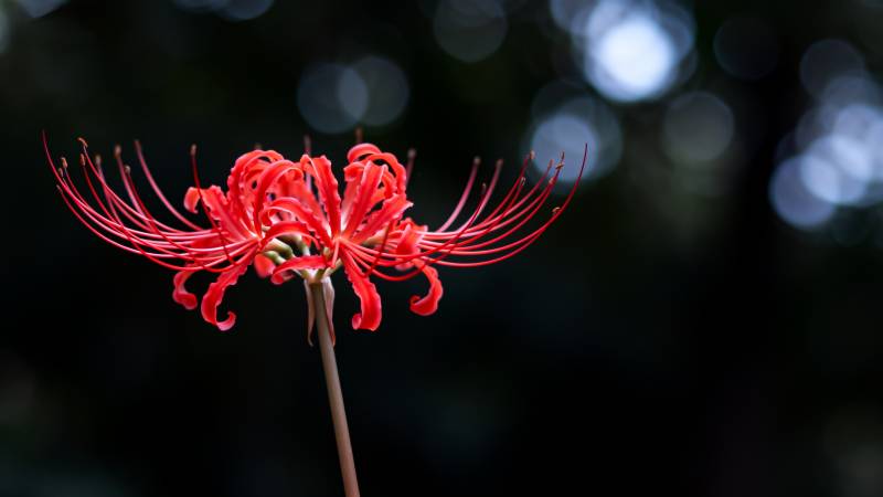 彼岸花绽放图片