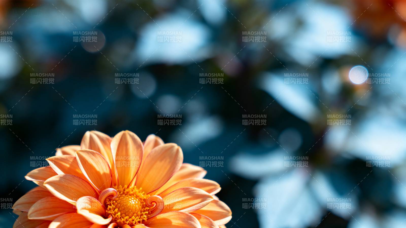 橙色菊花绽放图片