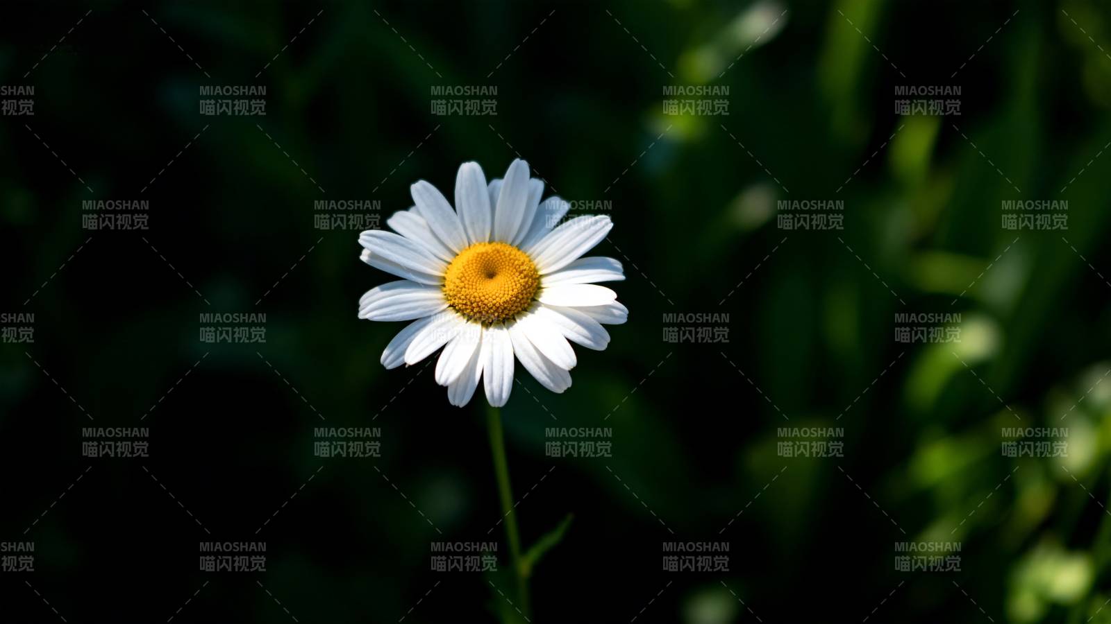 雏菊绽放于绿意中图片