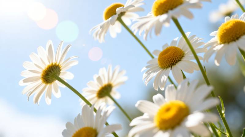 雏菊迎风绽放图片