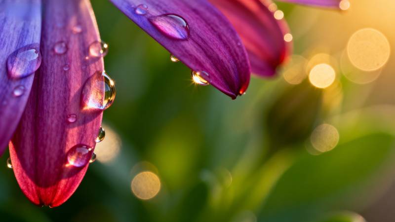 露珠映紫花图片
