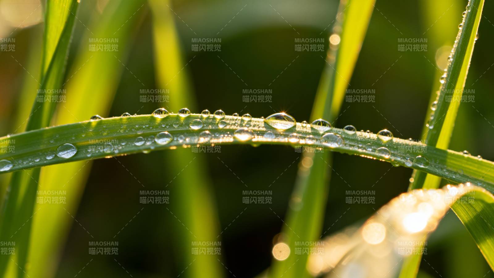 晨露晶莹草叶上图片