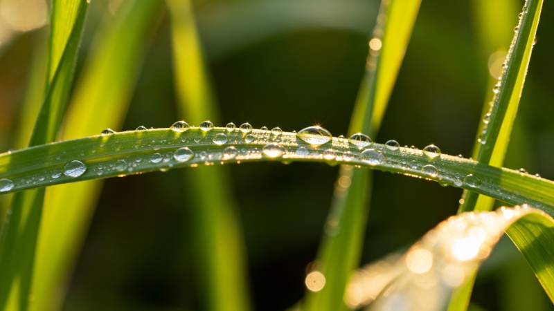 晨露晶莹草叶上图片