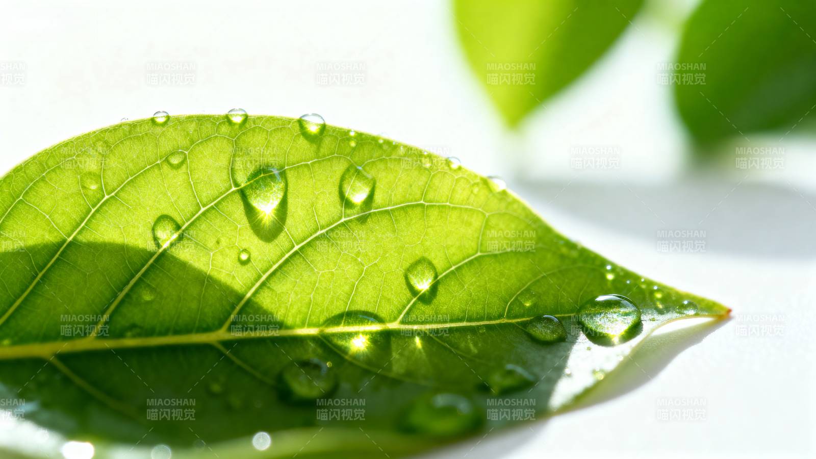 露珠叶上晶莹图片