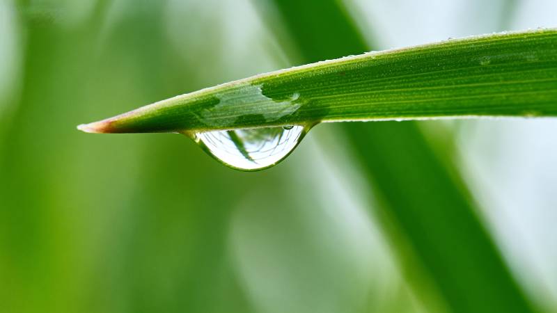 露珠轻挂绿叶尖图片