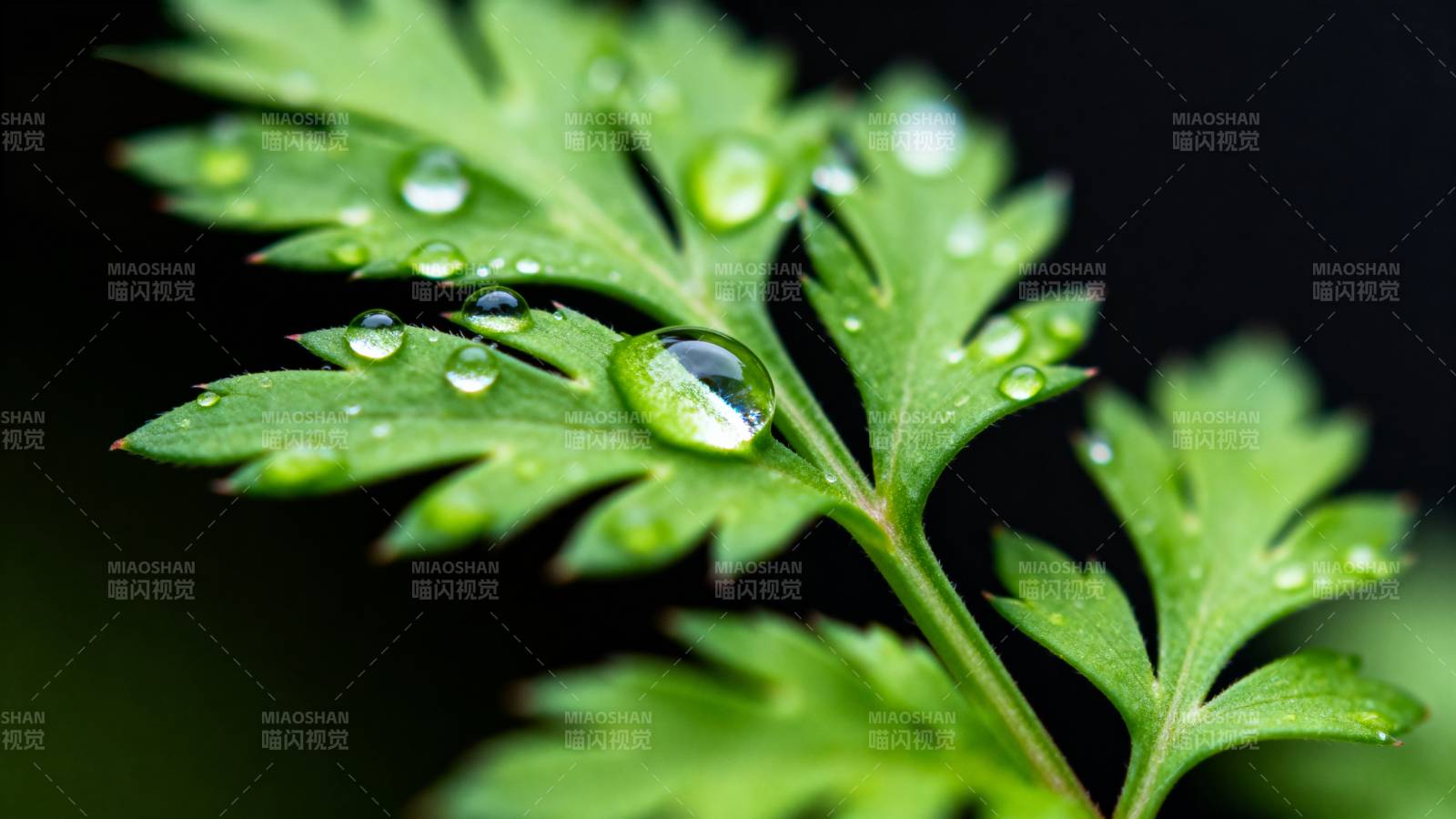 露珠点缀绿叶图片