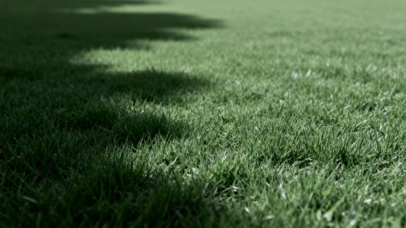 绿茵上的树影图片