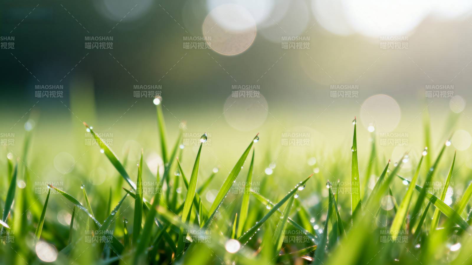 晨露绿草图片