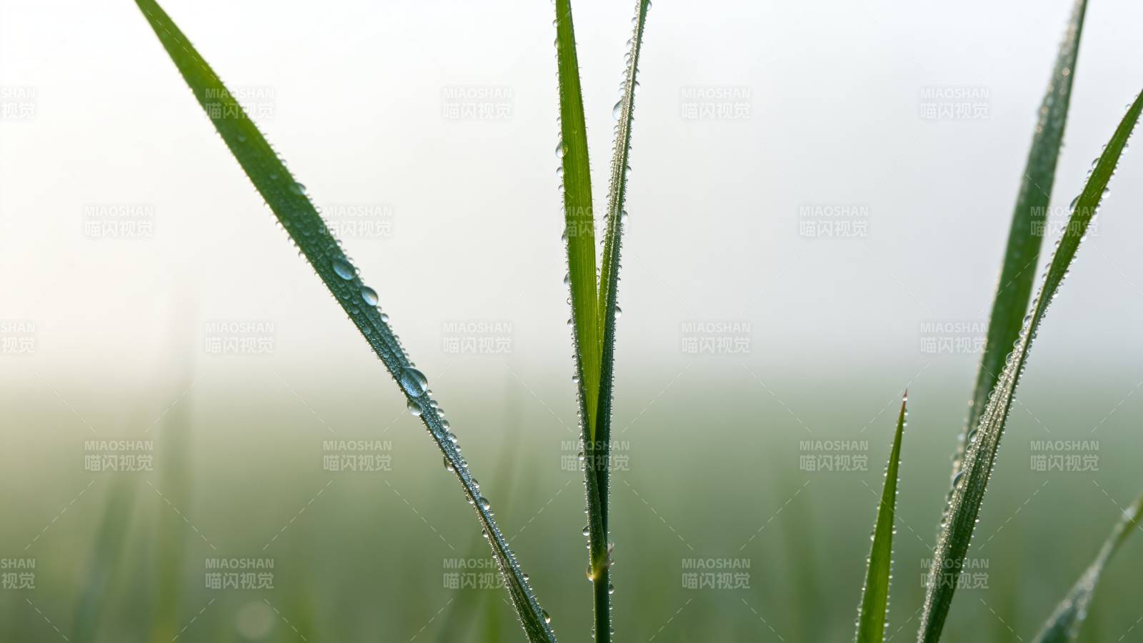 晨露草叶图片