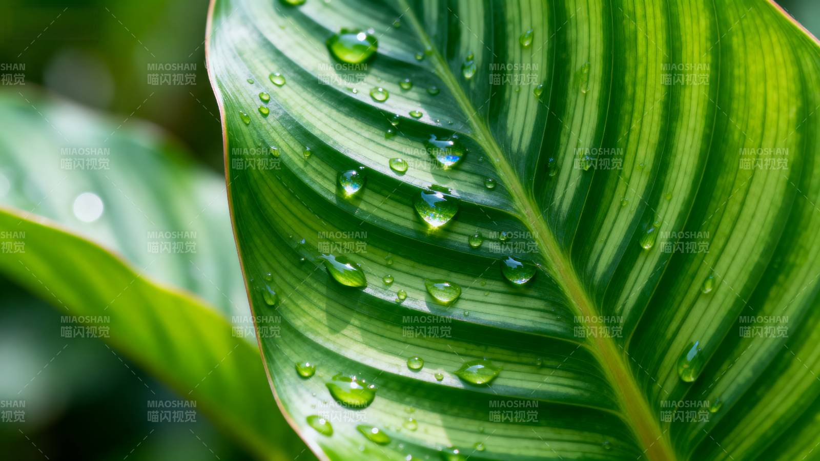 绿叶上的水珠图片