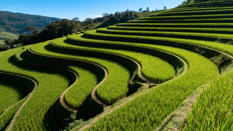 梯田绿浪图片