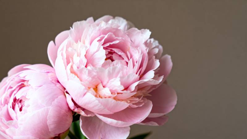 粉嫩牡丹绽放图片