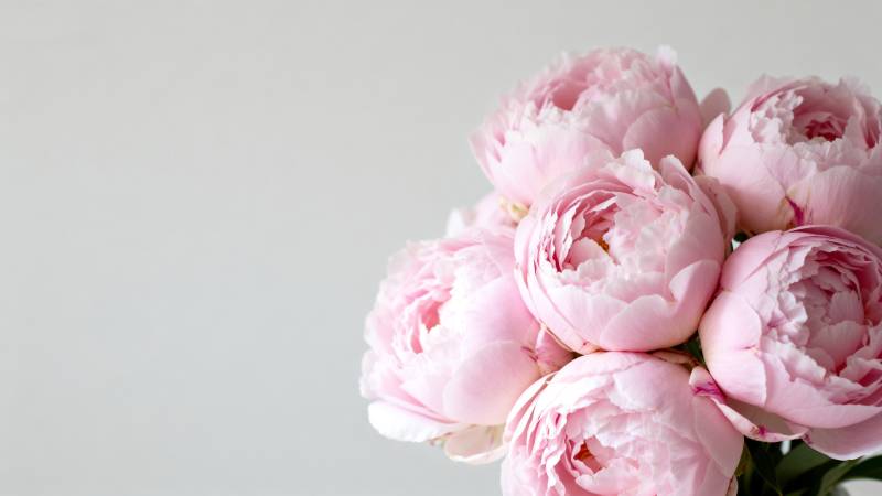 粉嫩牡丹花束图片