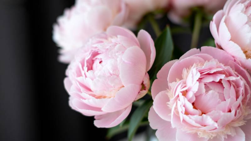 粉嫩牡丹绽放图片