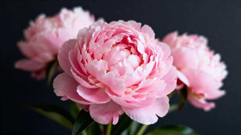 粉红牡丹绽放图片