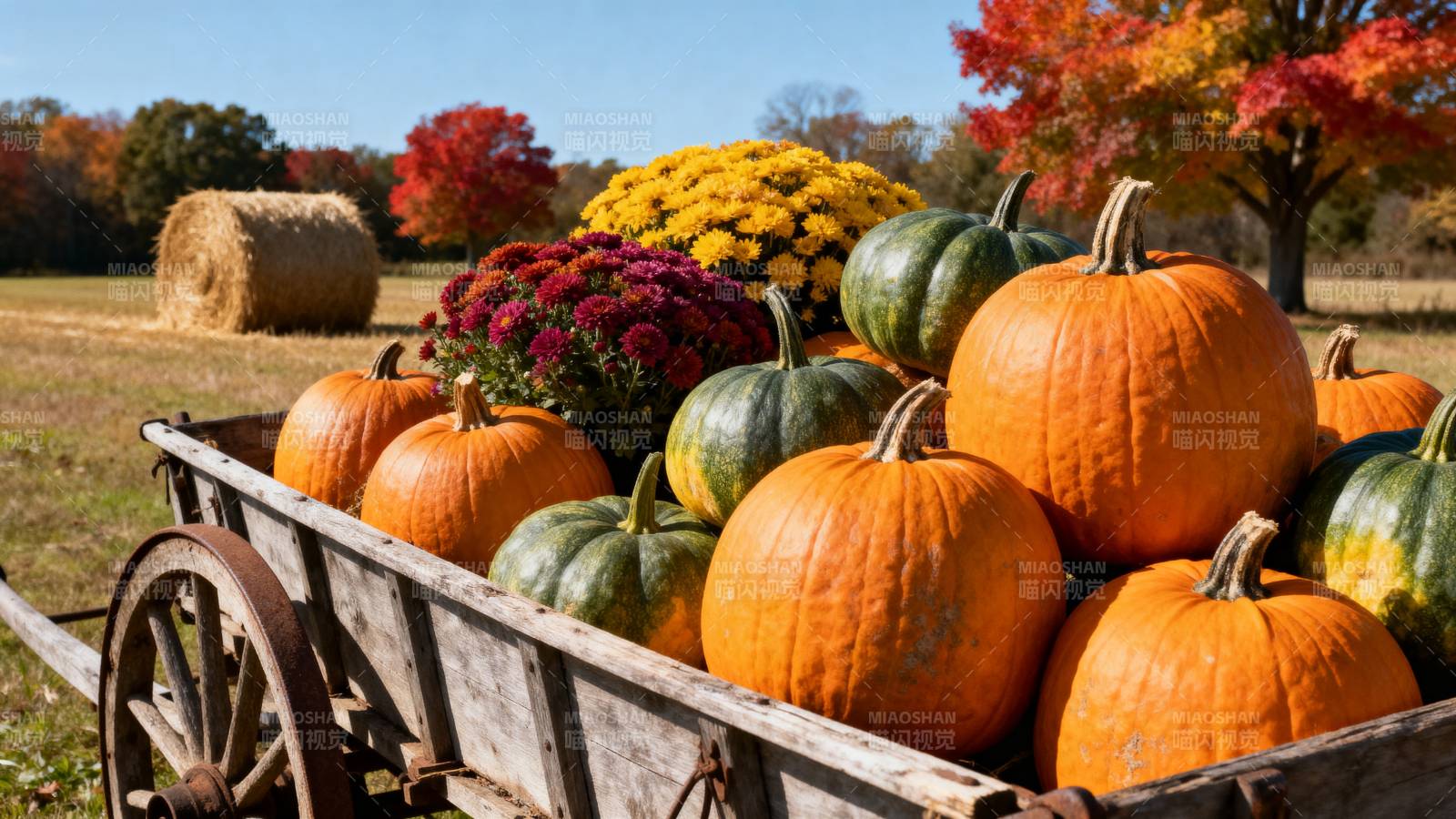 秋日南瓜丰收景图片