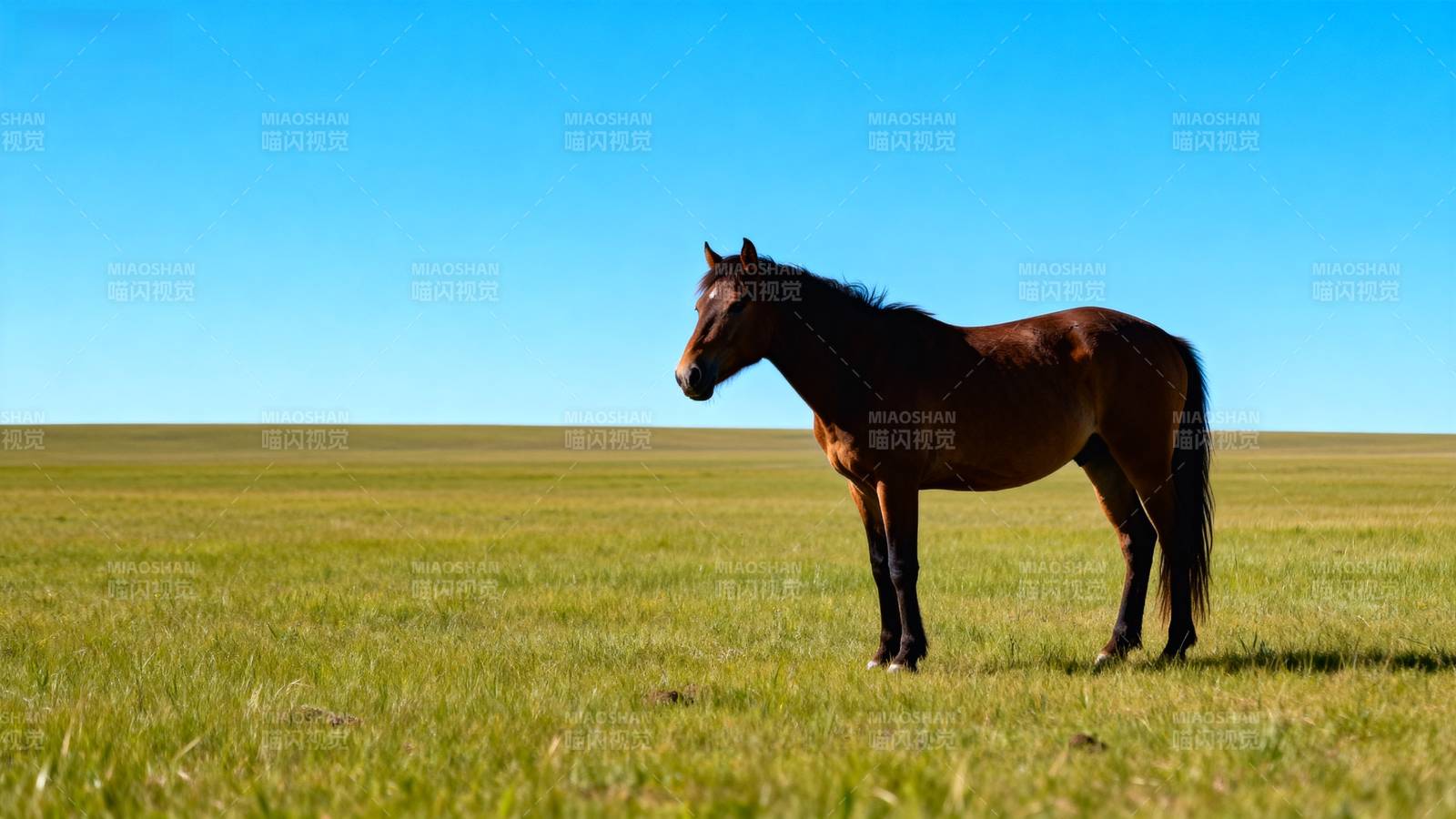 草原上的棕色骏马图片