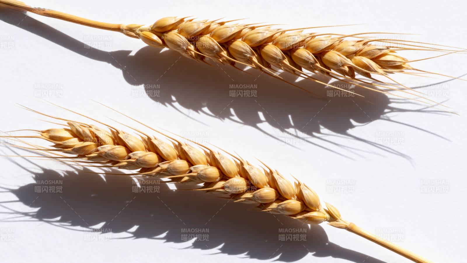 金黄麦穗静影图片