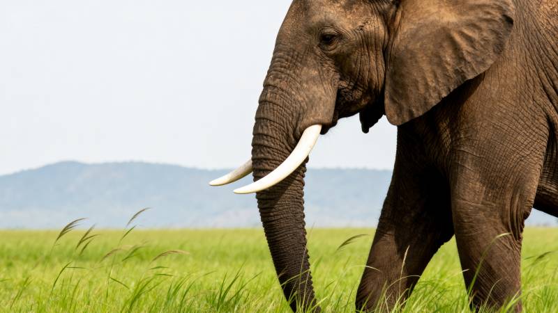 草原上的大象图片