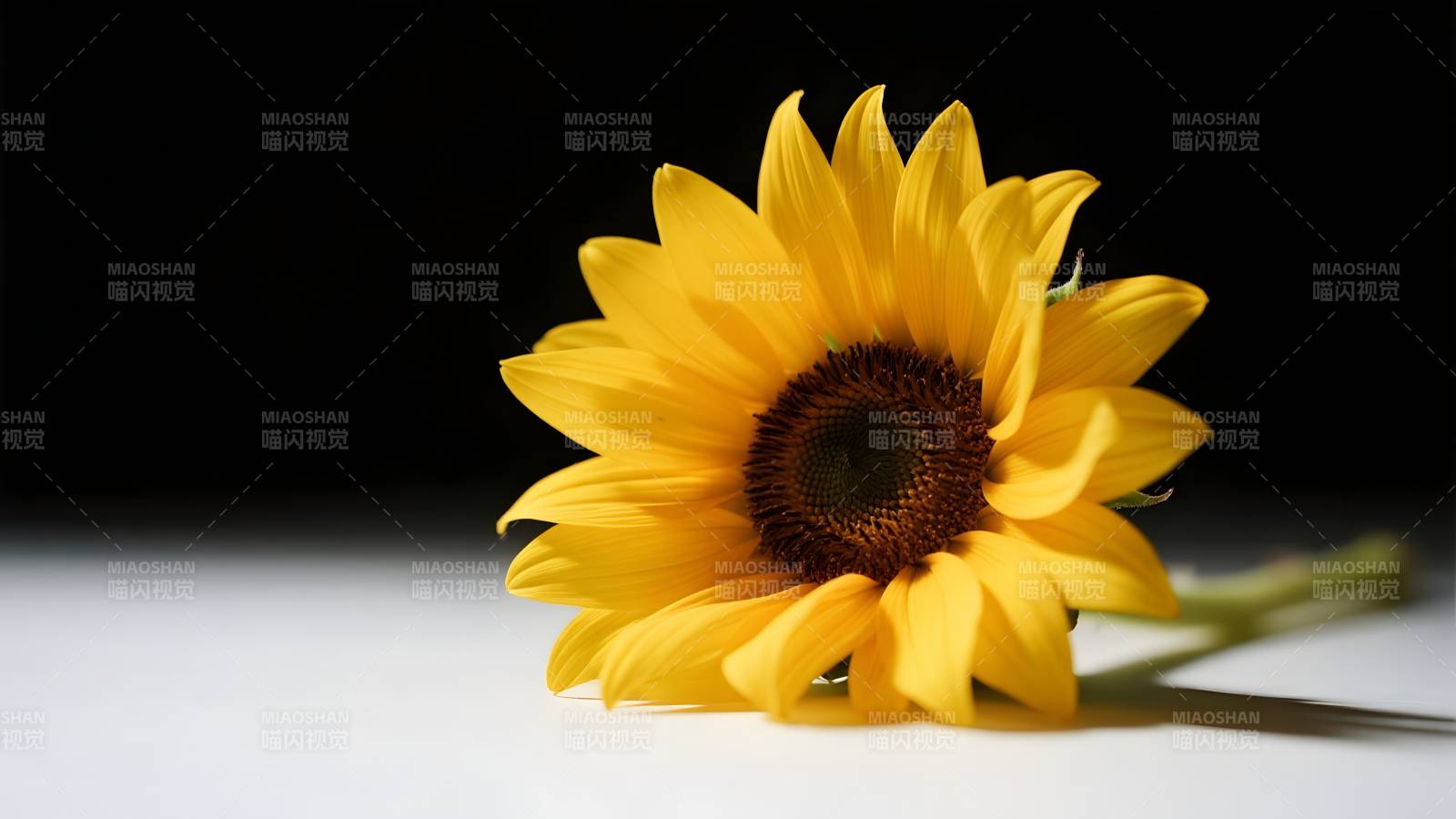 向日葵静美绽放图片