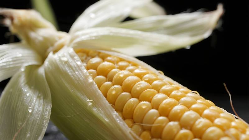 金黄玉米特写图片