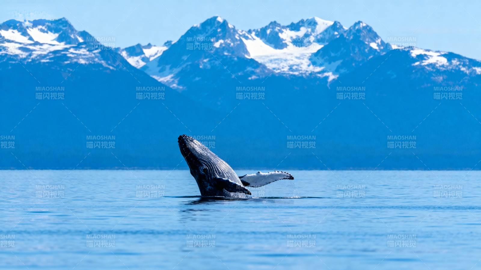 鲸跃雪山前图片