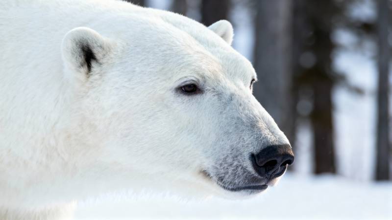 北极熊侧影图片