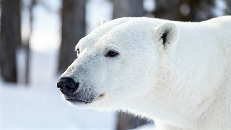 北极熊雪地侧影图片