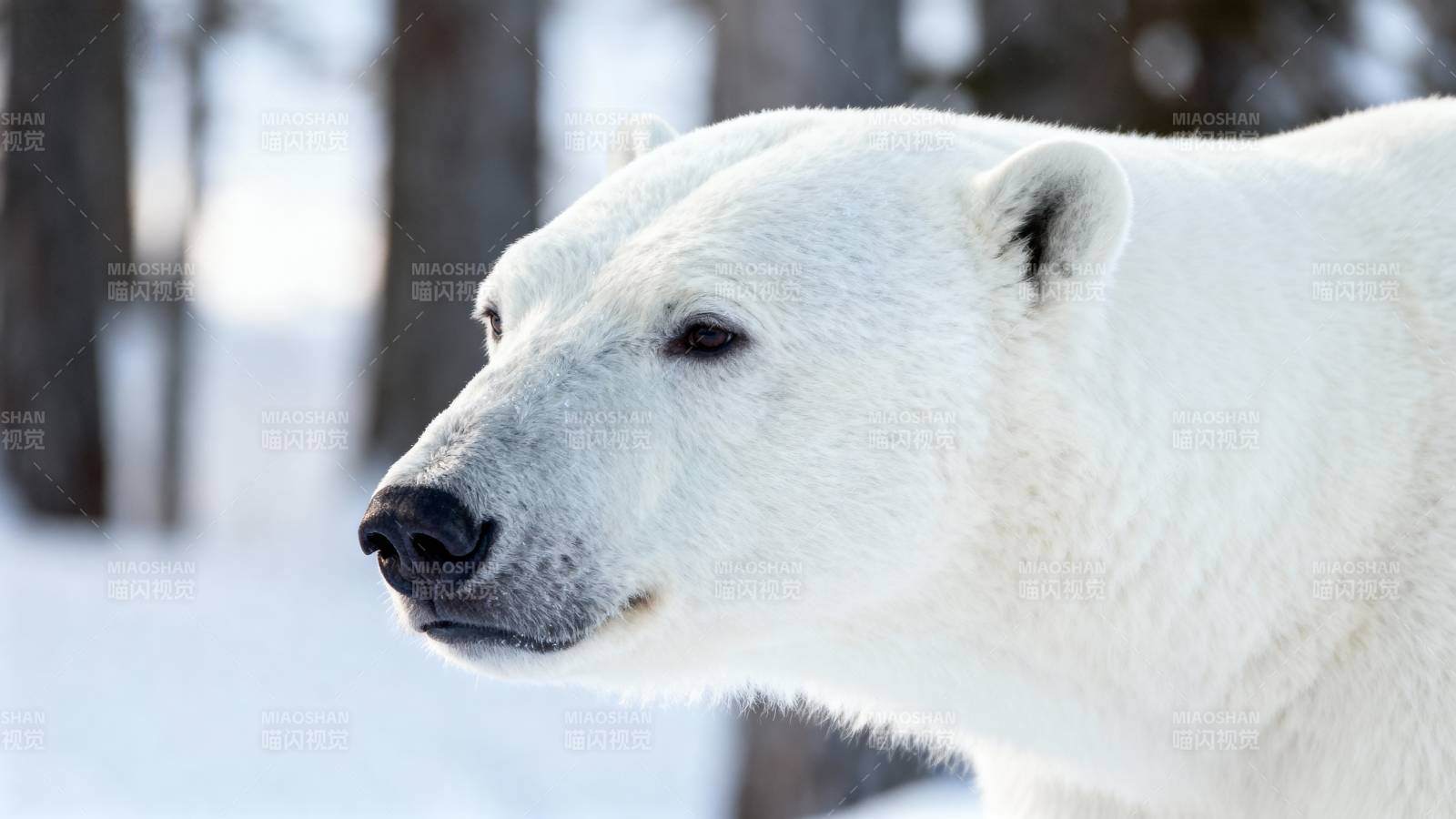 北极熊雪地侧影图片