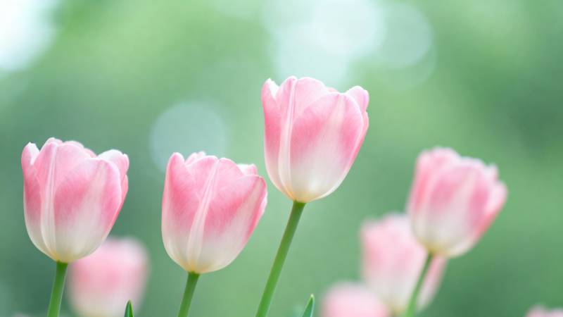 粉红郁金香绽放图片