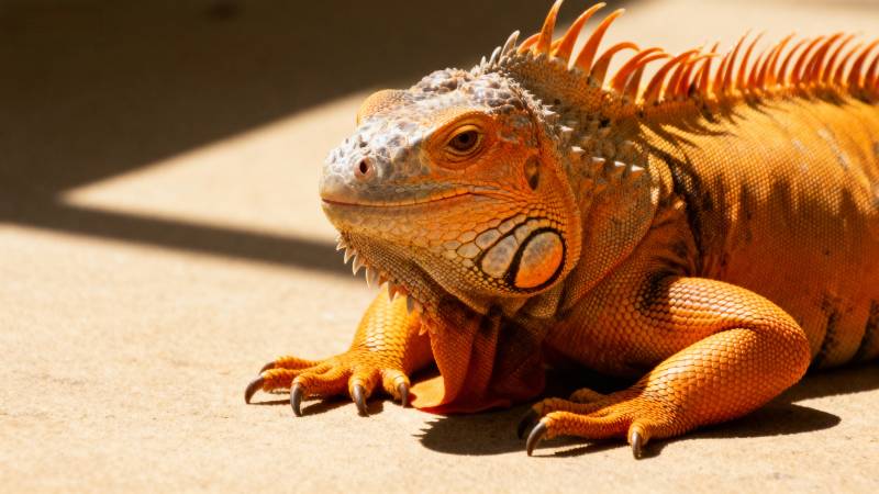 橙色鬣蜥晒太阳图片